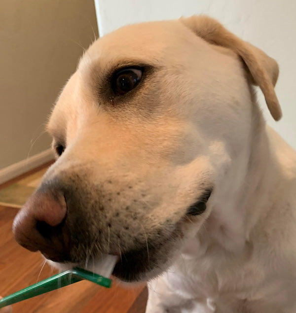 Pet Teeth Brushing